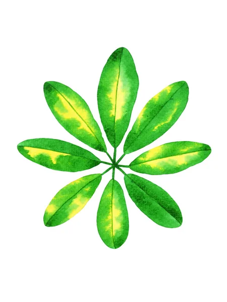 Schefflera Тропических Цветочных Листьев Зеленый Лист Природной Природы Сад Растительной — стоковое фото