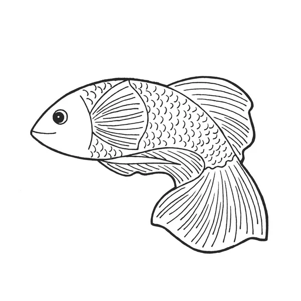斗鱼贝塔动物自然艺术手绘插图设计草图涂鸦黑白画卡通画 — 图库照片