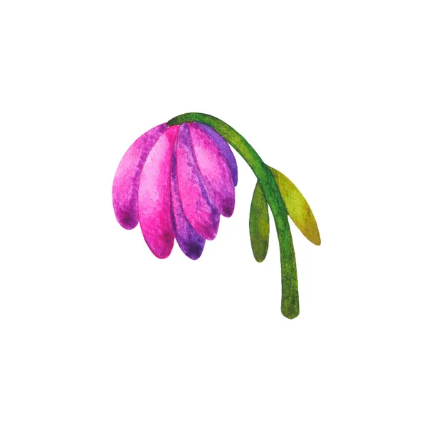 Pianta Morta Fiore Rosa Arte Acquerello Pittura Illustrazione Disegno Verde — Foto Stock