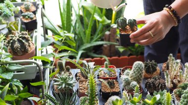 Kadın kaktüs sulu bahçe sulama hobi olabilir sanat ağacı yeşil ev bitkisi boş zaman odak noktası seçici