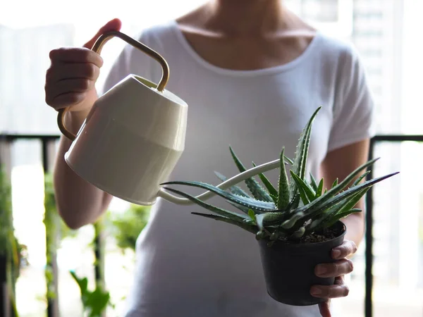 Woman Plant Aloe Vera Cactus Succulent Garden Watering Can Hobby — Stok Foto