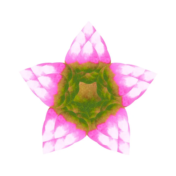 Lótus Chakra Mandala Logotipo Símbolo Conceito Rosa Verde Flor Floral — Fotografia de Stock