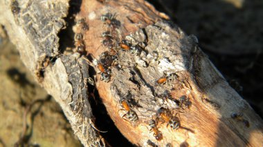 Karıncalar ağaç üzerinde