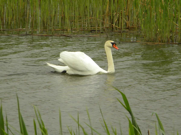 Schwan — Stockfoto