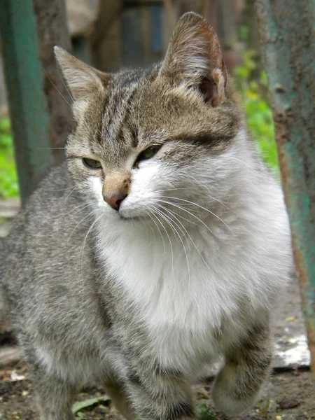 Şaşı kedi — Stok fotoğraf