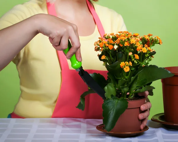 Mature housewife takes care of the flowers — Stock Photo, Image