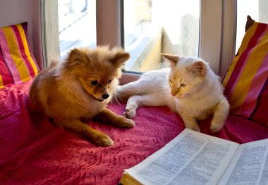 güzel kedi ve köpek