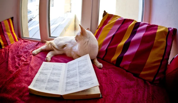 Bonito cão e gato — Fotografia de Stock