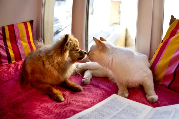 güzel kedi ve köpek