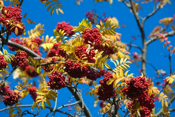 Rowan on blue sky — Stock Photo, Image