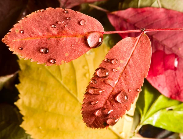 Blätter und Tropfen — Stockfoto
