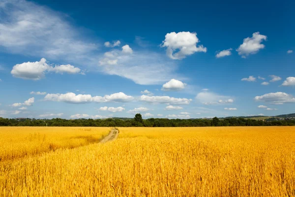 Wheaten field and cloudy sky — Stock Photo, Image