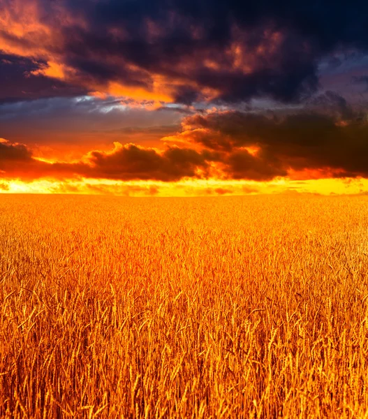 Wheat and cloudy sky — Stock Photo, Image