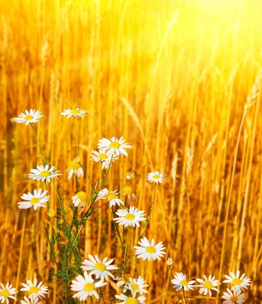 güzel chamomiles yukarıda yükselen güneş