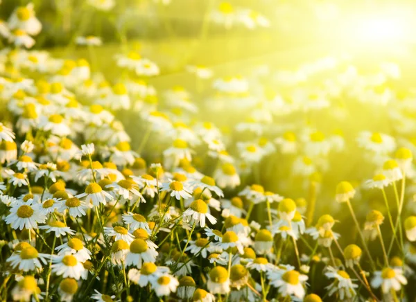 Rijzende zon boven de mooie chamomiles Rechtenvrije Stockafbeeldingen