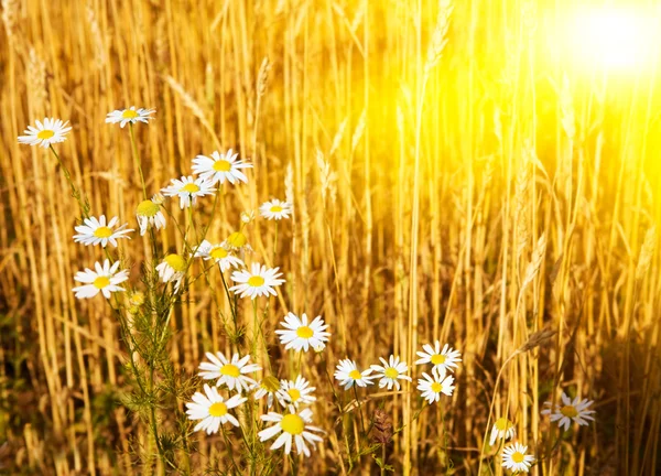 Stigande solen ovanför de vackra chamomiles Stockfoto