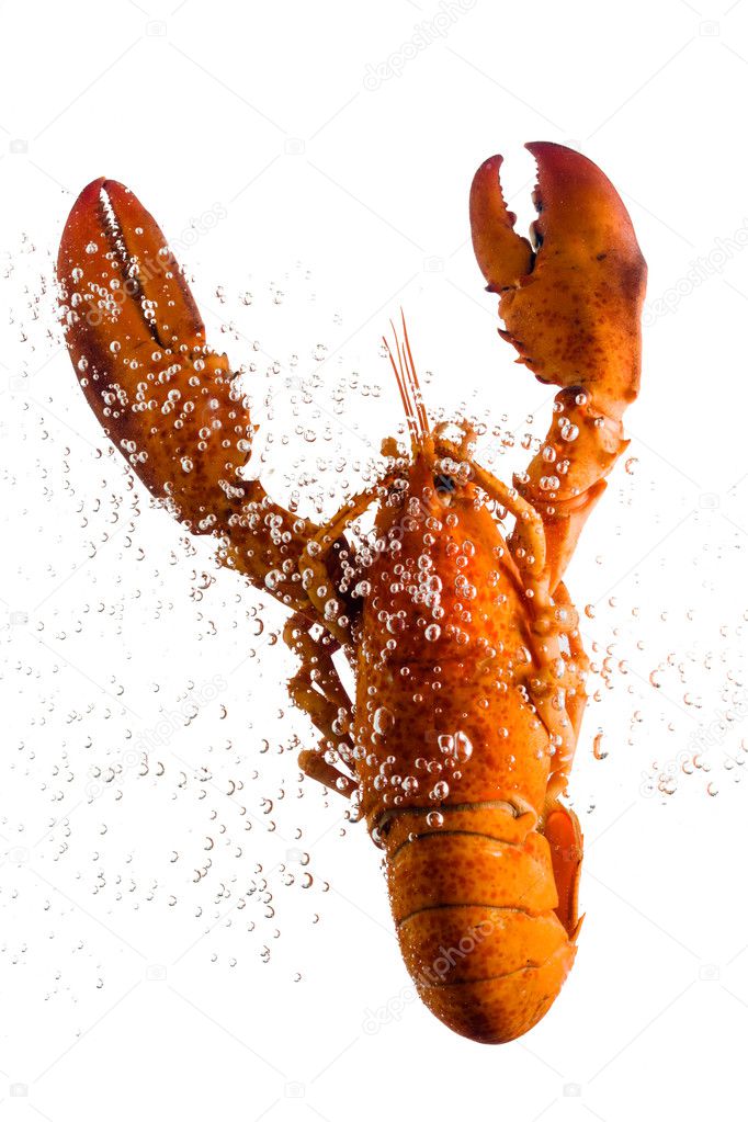 Lobster in water