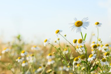 güzel chamomiles yukarıda yükselen güneş