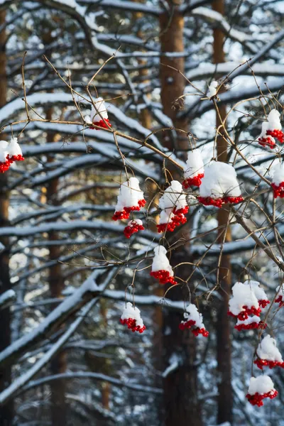 Inverno — Fotografia de Stock