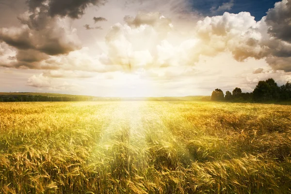 Beau paysage d'été et ciel — Photo