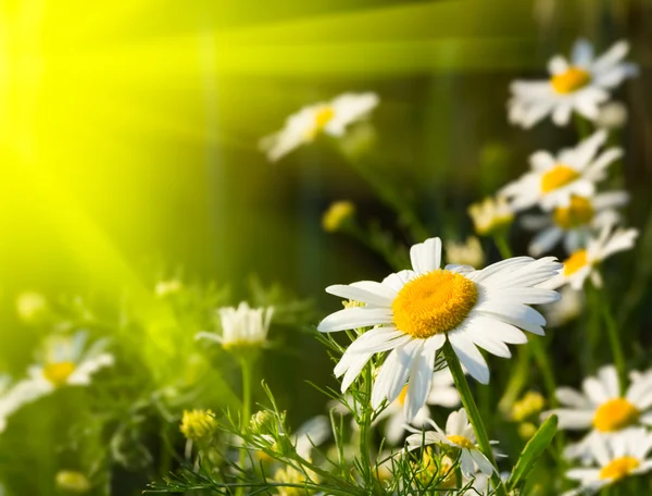 Sommardag. vackra camomiles närbild — Stockfoto