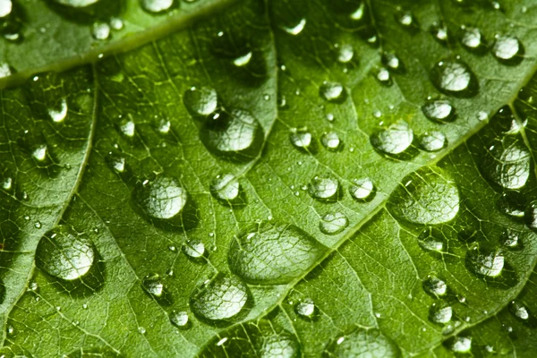 Зеленый лист текстуры и капли — стоковое фото