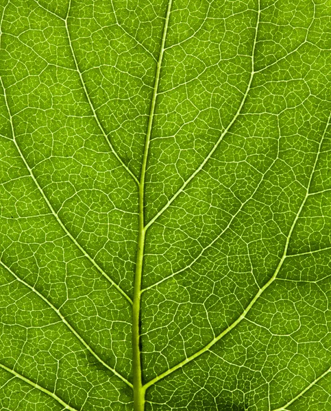 Textura de hoja verde — Foto de Stock