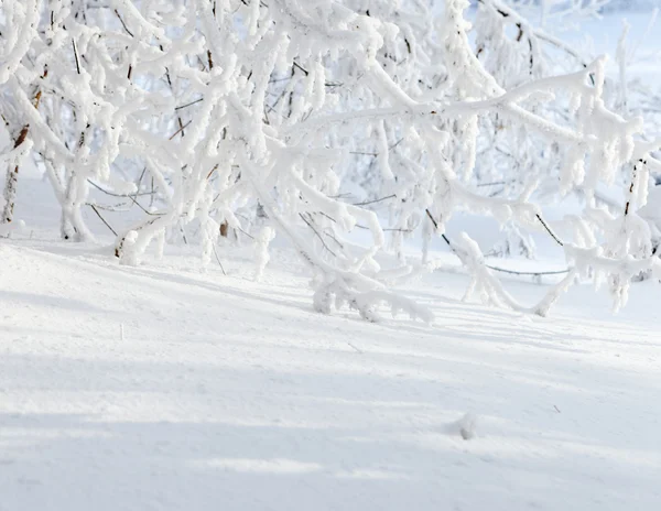 Winterlandschaft. — Stockfoto