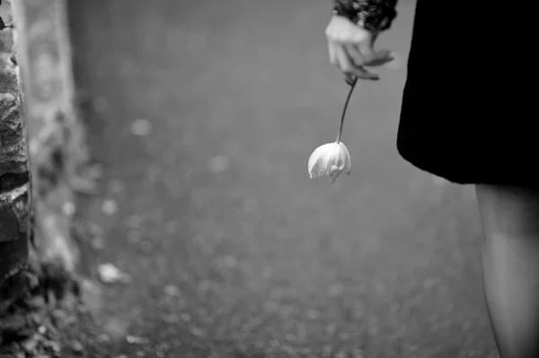 Woman holds a tiny tulip — Stock Photo, Image