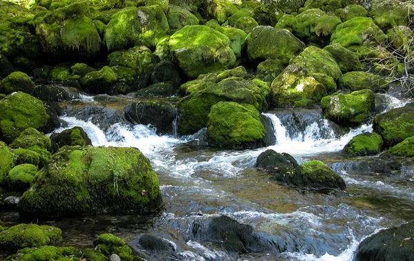 Ruisseau forestier sur des roches vertes et moussues . — Photo