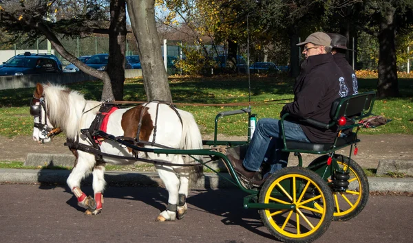 Pony at Paris horse parade — Stock Photo, Image