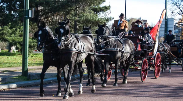 Paris horse parade — Stock Photo, Image