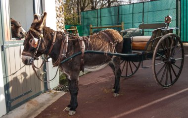 iki kahverengi eşekler.