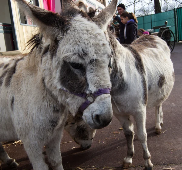 PARIS - DECEMBER 9: Closeup of two beige donkeys and children at background on December 9, 2012 in Paris, France. Donkey fest was organized for children at Paris Vincennes Hippodrome. — Stock Photo, Image