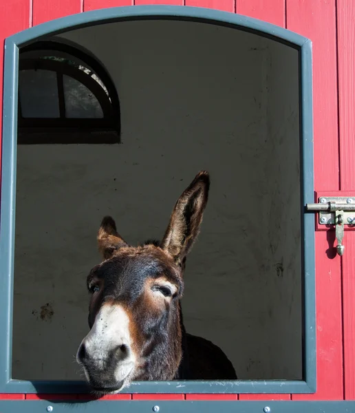 Brown donkey looking out of the stable. — Stock Photo, Image