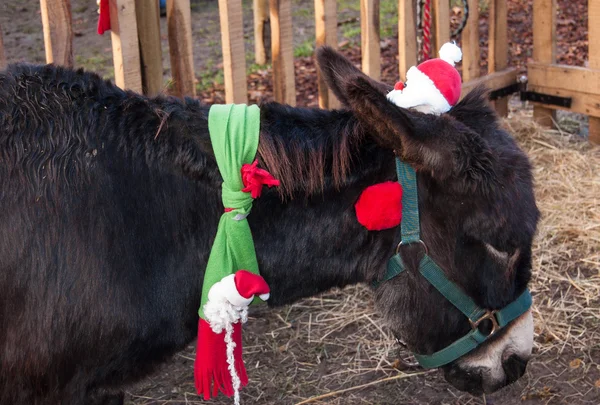 Christmas donkey