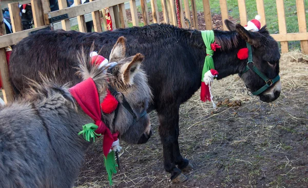 Two Christmas donkeys.