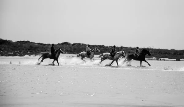 Four unidentified young women ride on horses in Camargue, France — Stock Photo, Image