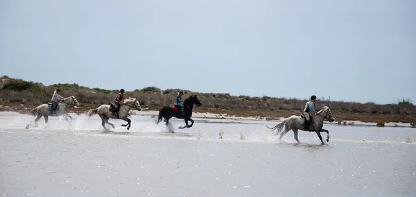 Four unidentified young women ride on horses in Camargue, France — Stock Photo, Image