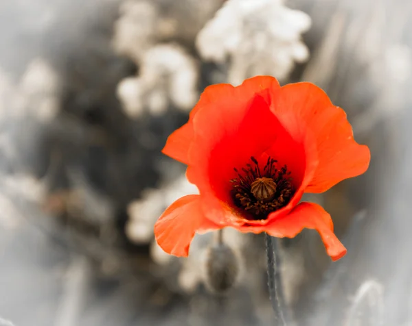 Red poppy and rape flowers on aged background — Stock Photo, Image