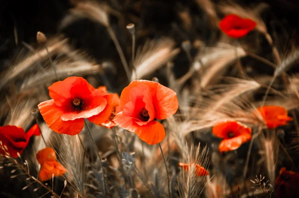 Rode papavers en tarwe spikes — Stockfoto