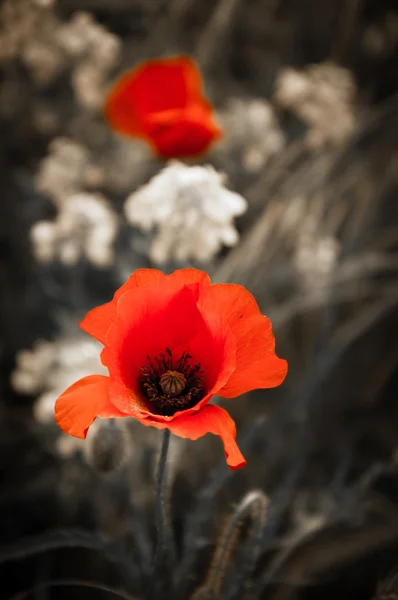 Roter Mohn und Rapsblüten auf gealtertem Hintergrund — Stockfoto