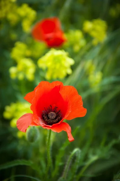 Två röda vallmo och gula våldtäkt blommor. — Stockfoto