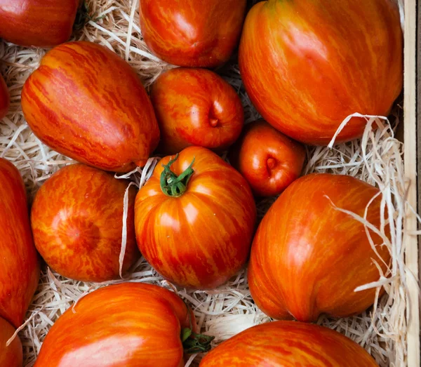 Tigrella paski pomidory — Zdjęcie stockowe