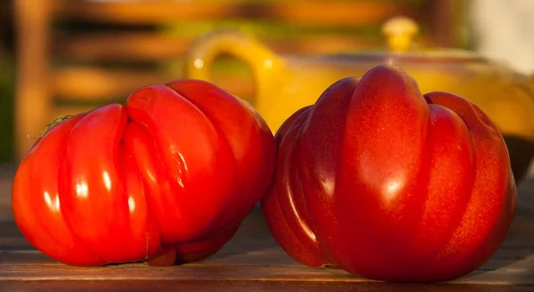 Dois beefsteak maduro brilhante tomate e bule de cerâmica amarela — Fotografia de Stock