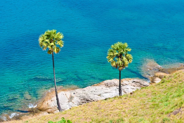 Palmbomen op het eiland phuket — Stockfoto