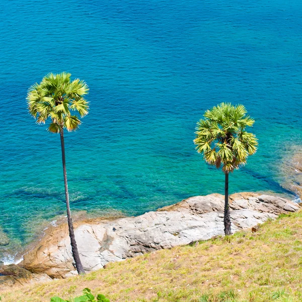 Palm trees on the island of Phuket — Stock Photo, Image