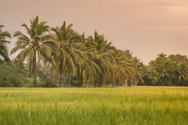 稻田和椰子树 — 图库照片