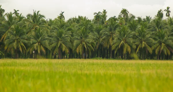 Campos de arroz y cocoteros —  Fotos de Stock