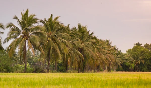 Reisfelder und Kokospalmen — Stockfoto
